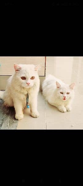 Persian Cat Kittens 6