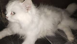 Persian Cat(double coated)