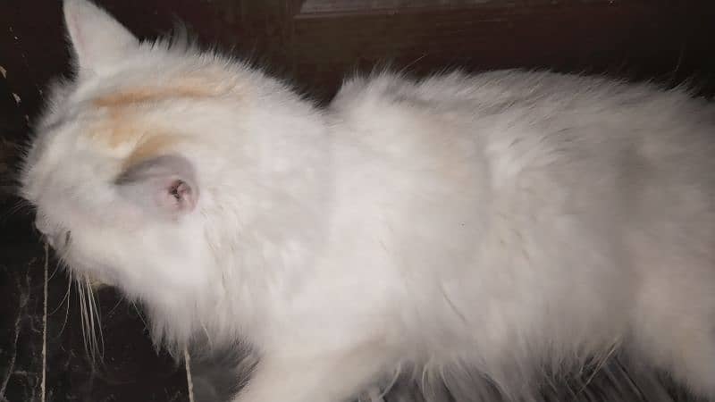 Persian Cat(double coated) 1