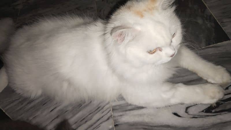 Persian Cat(double coated) 2