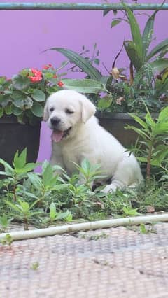 Labrador puppy 0