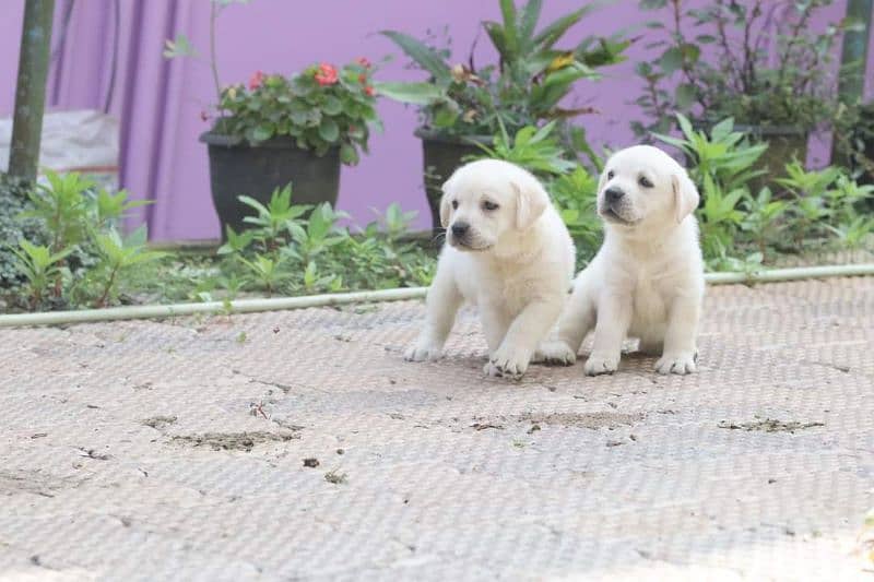 Labrador puppy 2