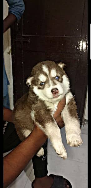 puppies available for sale,Siberian Husky puppies 3
