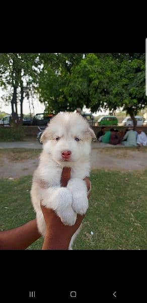 puppies available for sale,Siberian Husky puppies 7