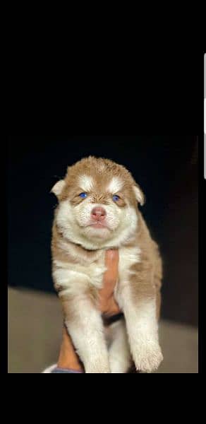 puppies available for sale,Siberian Husky puppies 9