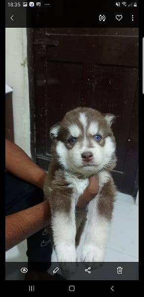 puppies available for sale,Siberian Husky puppies 12