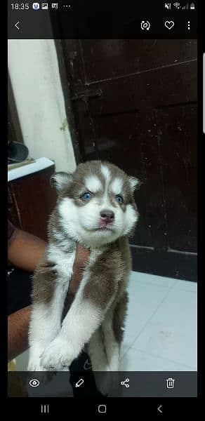 puppies available for sale,Siberian Husky puppies 13