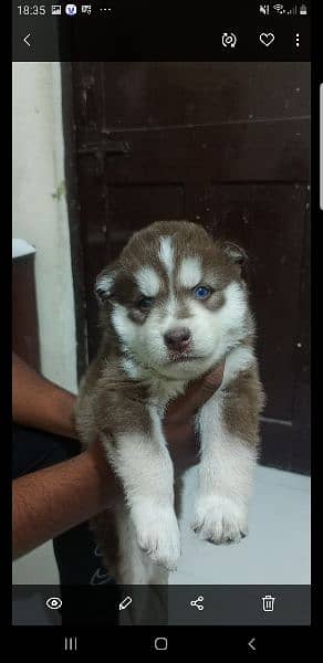 puppies available for sale,Siberian Husky puppies 15