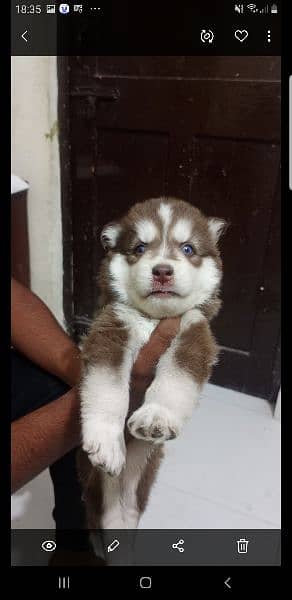 puppies available for sale,Siberian Husky puppies 17