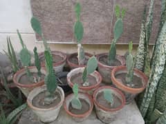 Prickly pear Cactus plants for sale 0