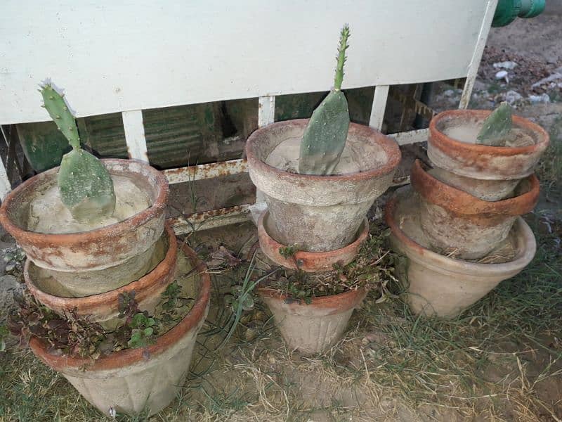 Prickly pear Cactus plants for sale 2