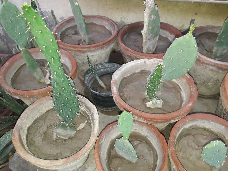Prickly pear Cactus plants for sale 3