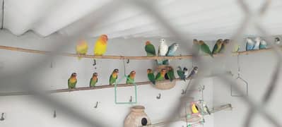 lovebirds and fisheries colony for sale 0