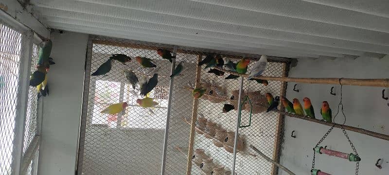 lovebirds and fisheries colony for sale 2