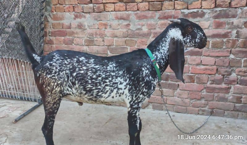 desi bakra for sale 2