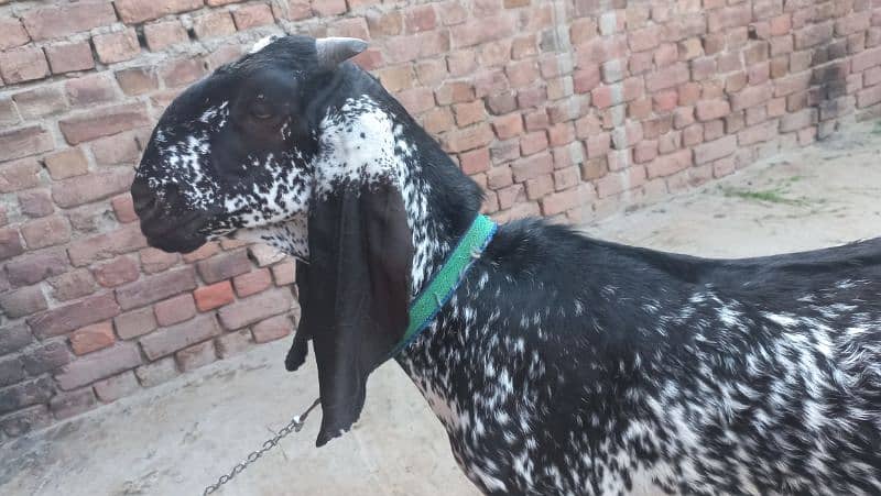 desi bakra for sale 3