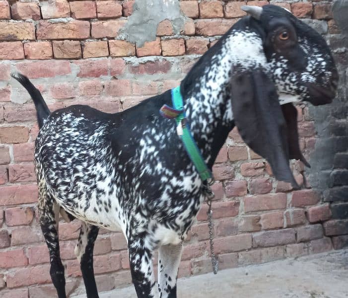 desi bakra for sale 5