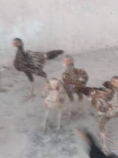 aseel chicks
