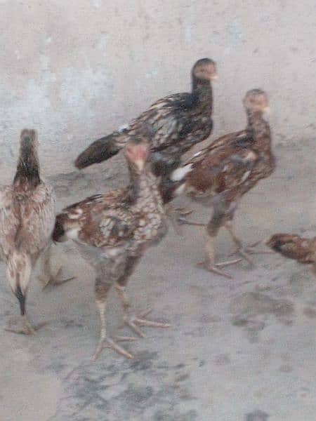 aseel chicks 1