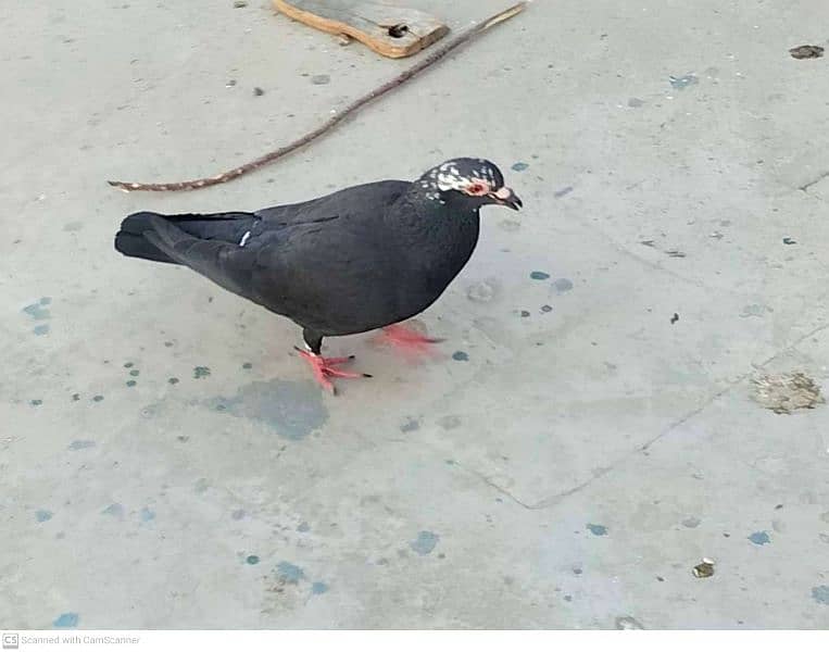 pigeon for sale 4