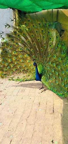 peacock#sale#lahore