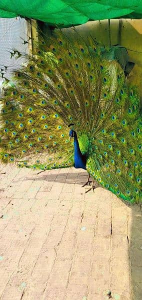 peacock#sale#lahore 0