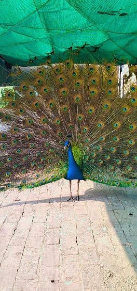 peacock#sale#lahore 1