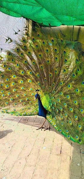 peacock#sale#lahore 2