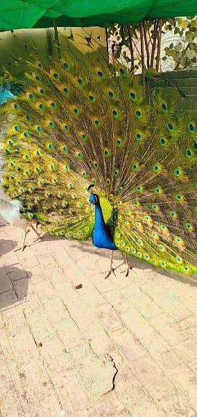 peacock#sale#lahore 3