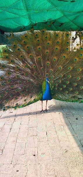 peacock#sale#lahore 5