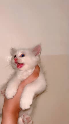 persian  kitten