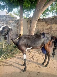 Goat for sale qurbani 03461677080