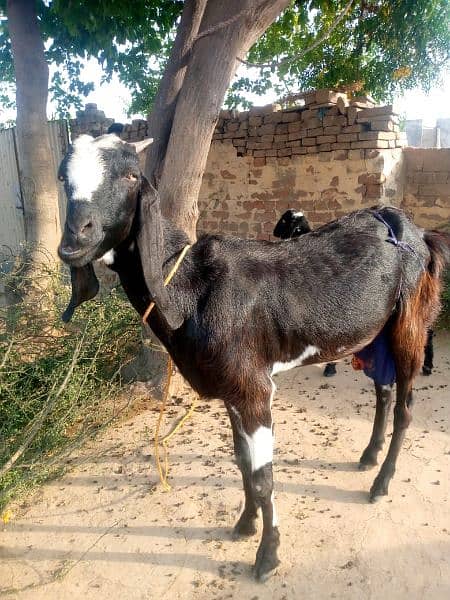 Goat for sale qurbani 03461677080 1