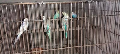 Australian parrot 3 pairs . 2 babys