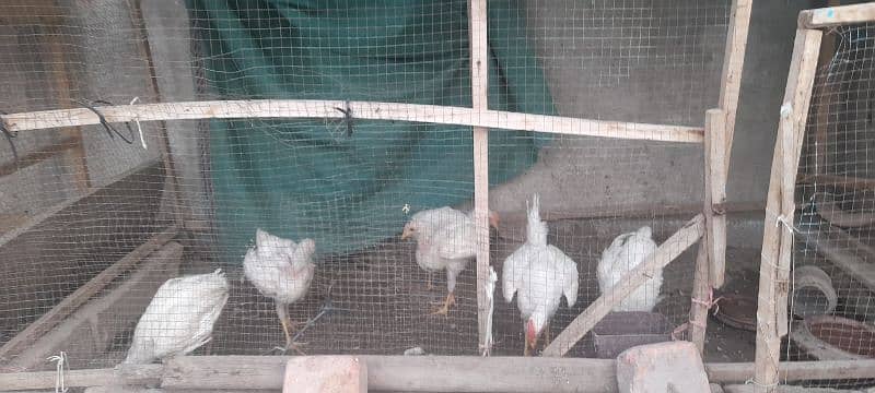 cage and hens 3