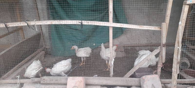 cage and hens 4