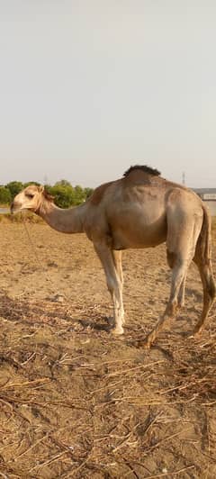 2daant Camel for sale contact 03130026074 0