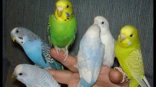 Australian budgeis parrots male and female breeder pairs 0