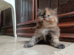 Beautiful Persian kittens(Puch face, blue eyes, triple coated&healthy)