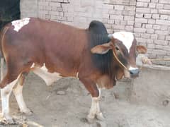 beautiful bull Rabat number 03027388264