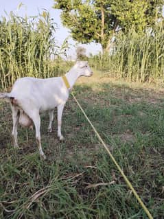 Sainan goat with two kids