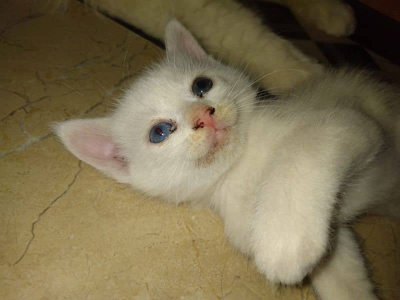 blue eyed persian 1