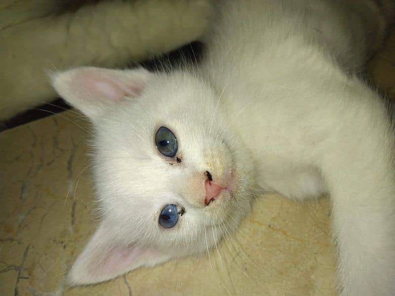 blue eyed persian 2