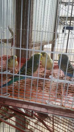 Australian budgie and pait pair