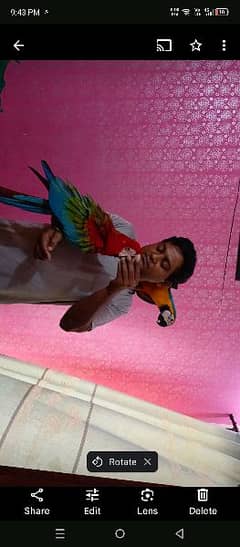 Tame Green wing & Blue & Gold Macaws available