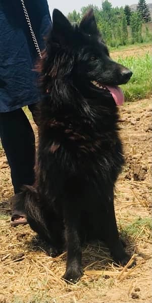 German Shepard black long court 3