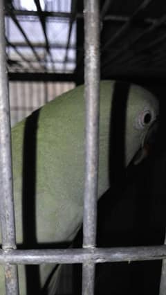 raw Alexandrian parrots pair for sale with cage and box