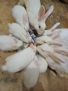 Rabbits with babies For Sale -  Karachi