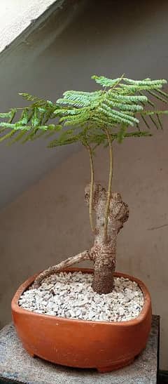 gulmohur bonsai tree