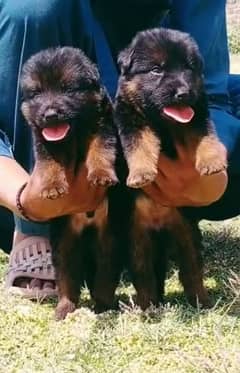 German Shepherd double coat pair / German Shepherd puppies